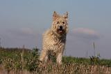 BOUVIER DES ARDENNES 204